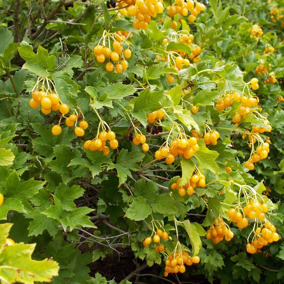 Травянистые растения леса борщевик