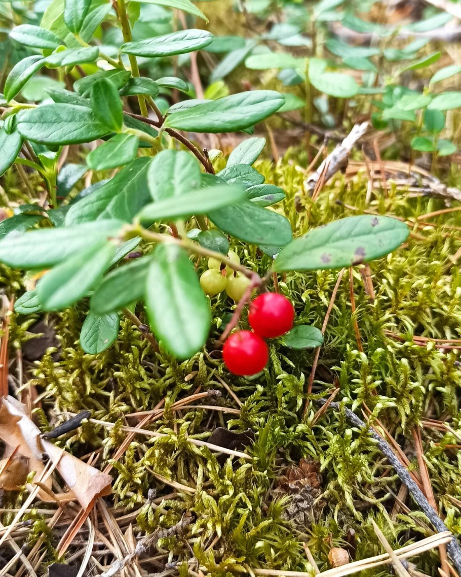 Съедобные травянистые растения