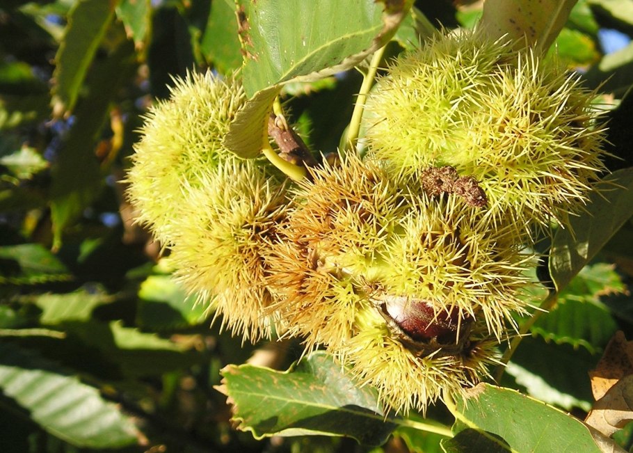 Каштан съедобный дерево