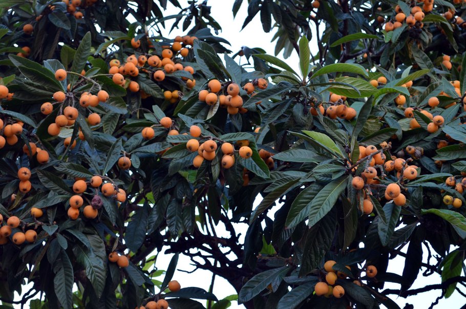 Мушмула дерево