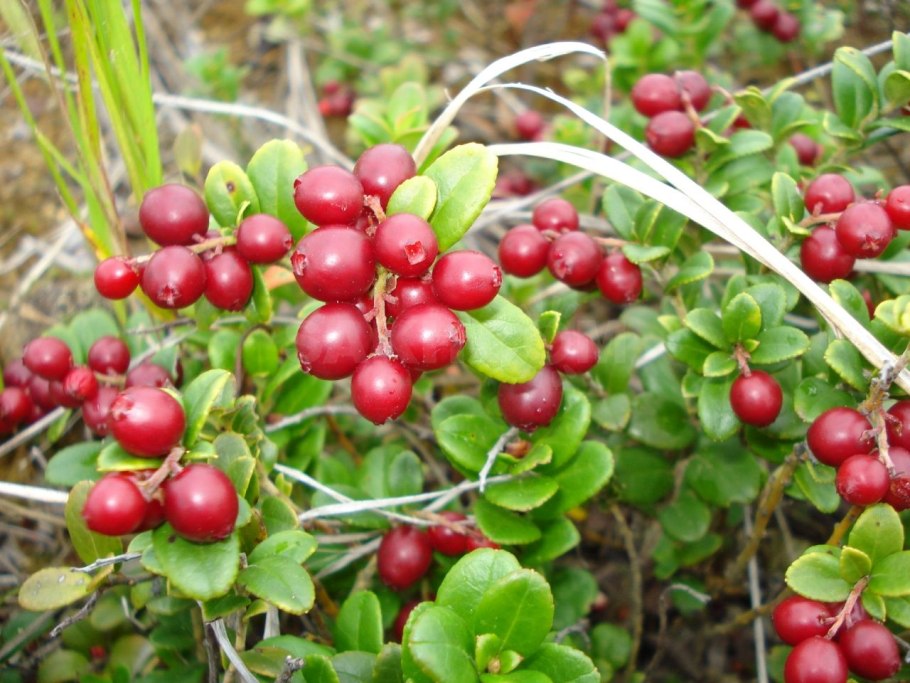 Alchemilla vulgaris bitkisi