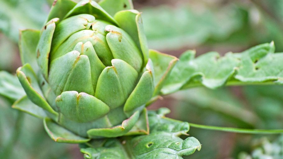 Артишок растение съедобное