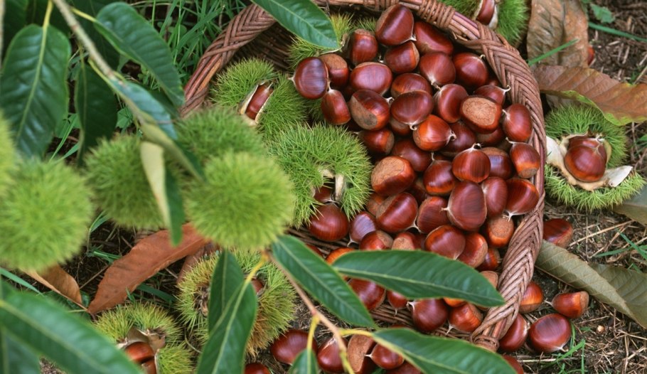 Каштан съедобный (посевной) сатива