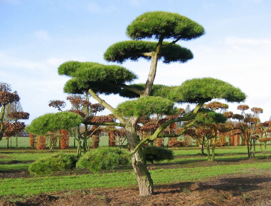 Сосна Горная ниваки