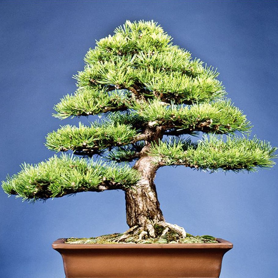 Pinus nigra бонсай