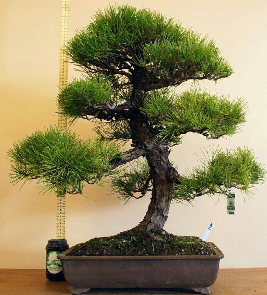 Сосна Тунберга бонсай