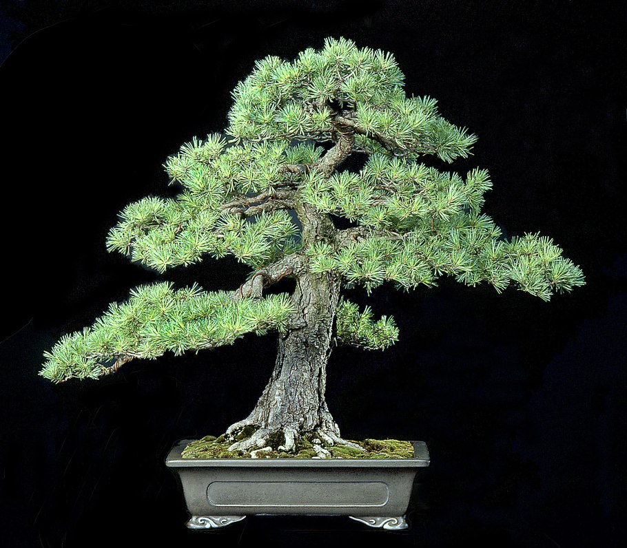 Сосна Мугус бонсай