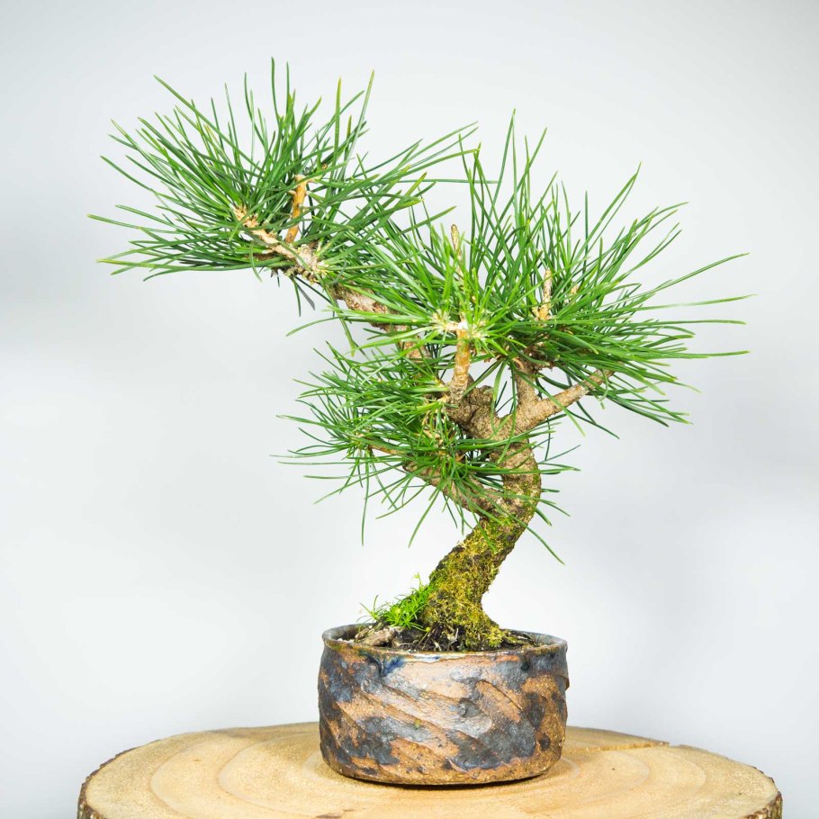 Бонсай сосна