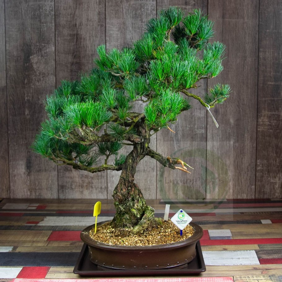 Сосна пиния бонсай