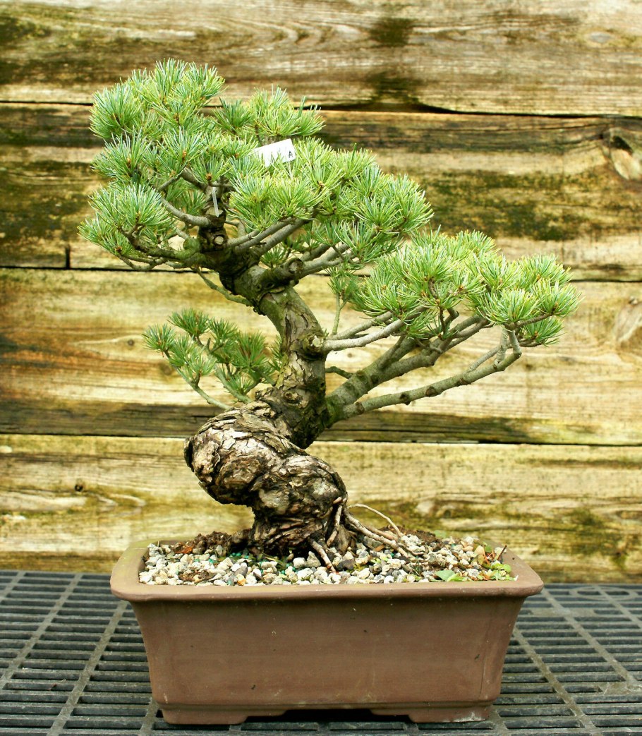 Японская сосна бонсай