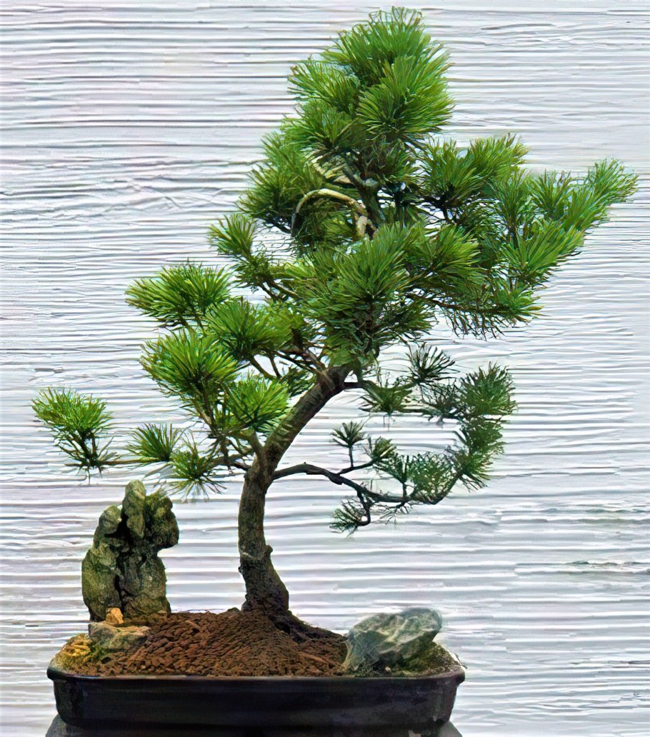 Сосна Крымская бонсай