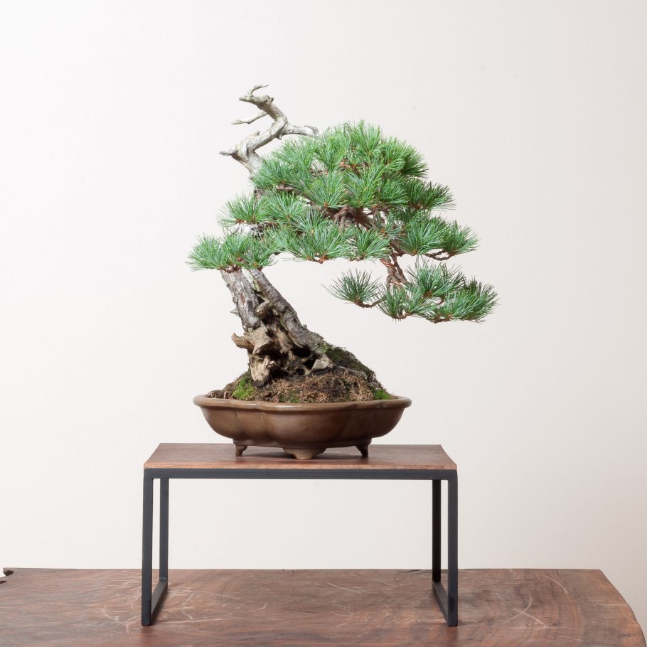 Пихта Сибирская ниваки