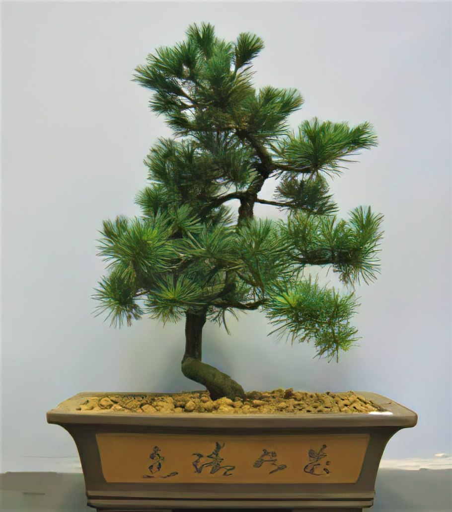 Сосна Веймутова бонсай
