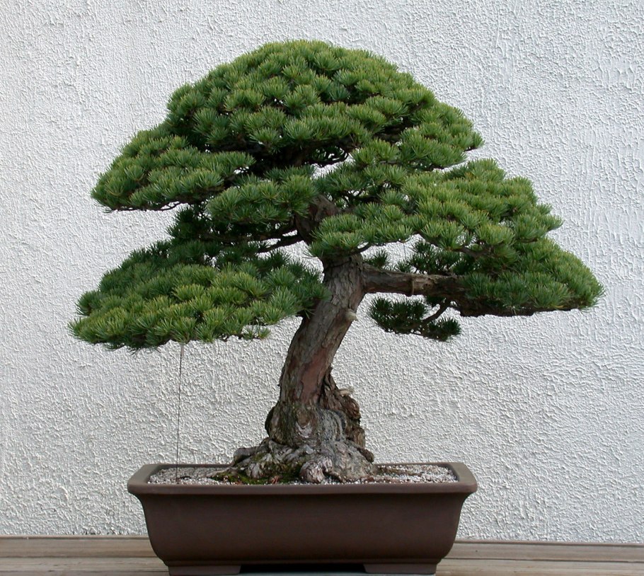 Pinus nigra бонсай