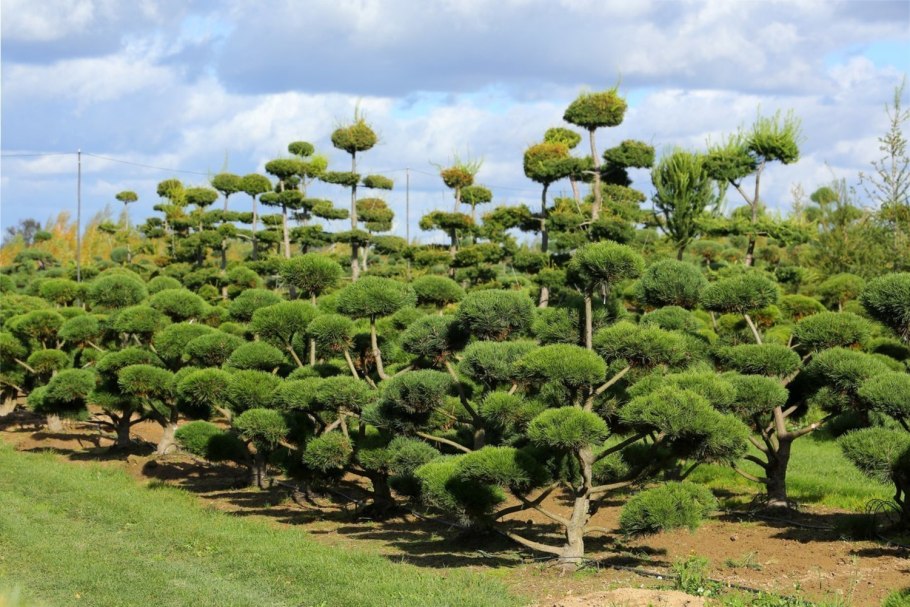 Сосна Нигра бонсай