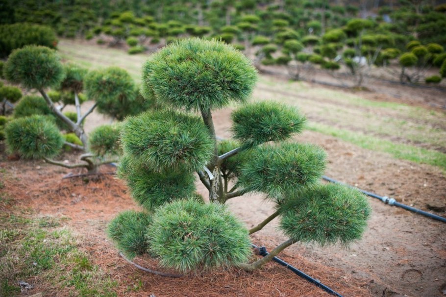 Pinus pumila Bonsai