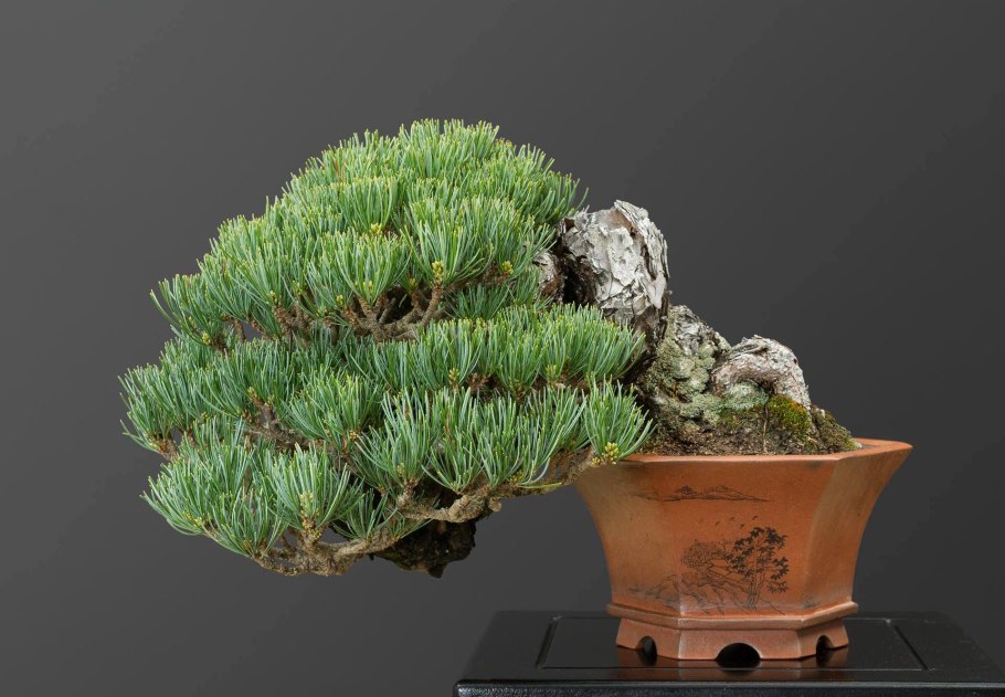 Сосна Бунге бонсай