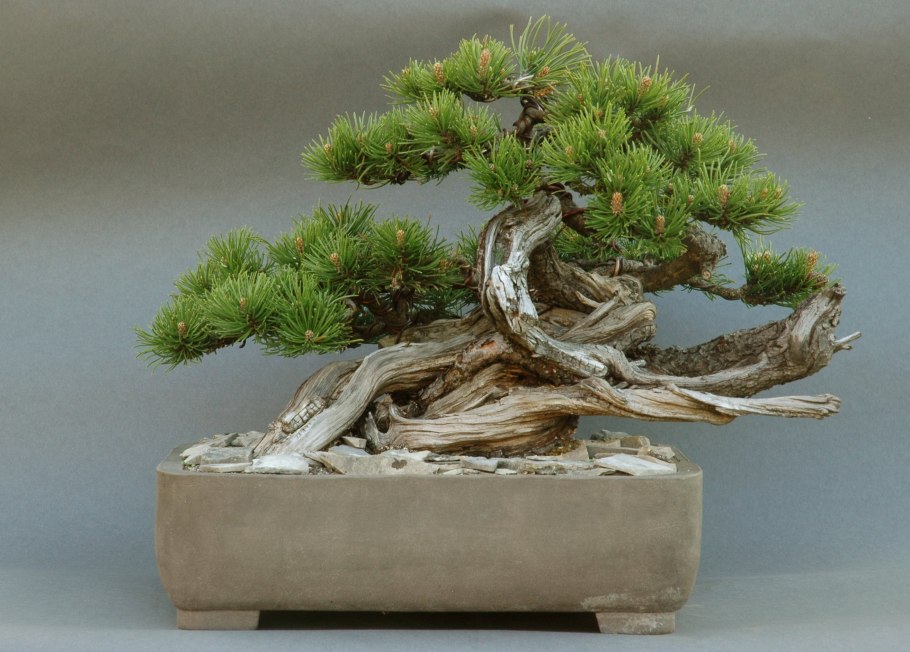 Бонсай, Горная сосна
