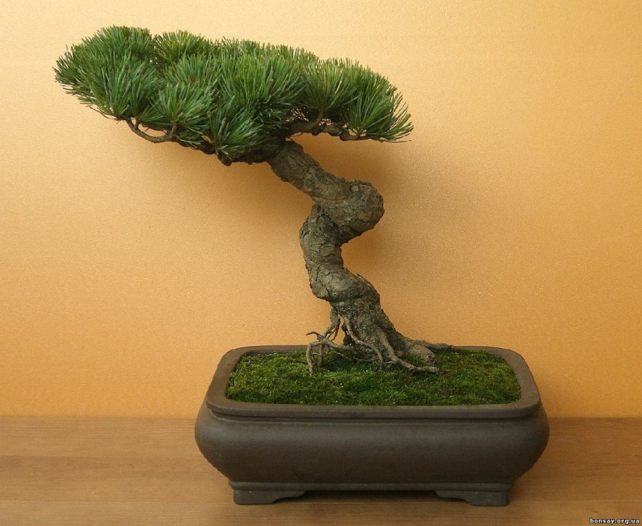 Бонсай из сосны обыкновенной