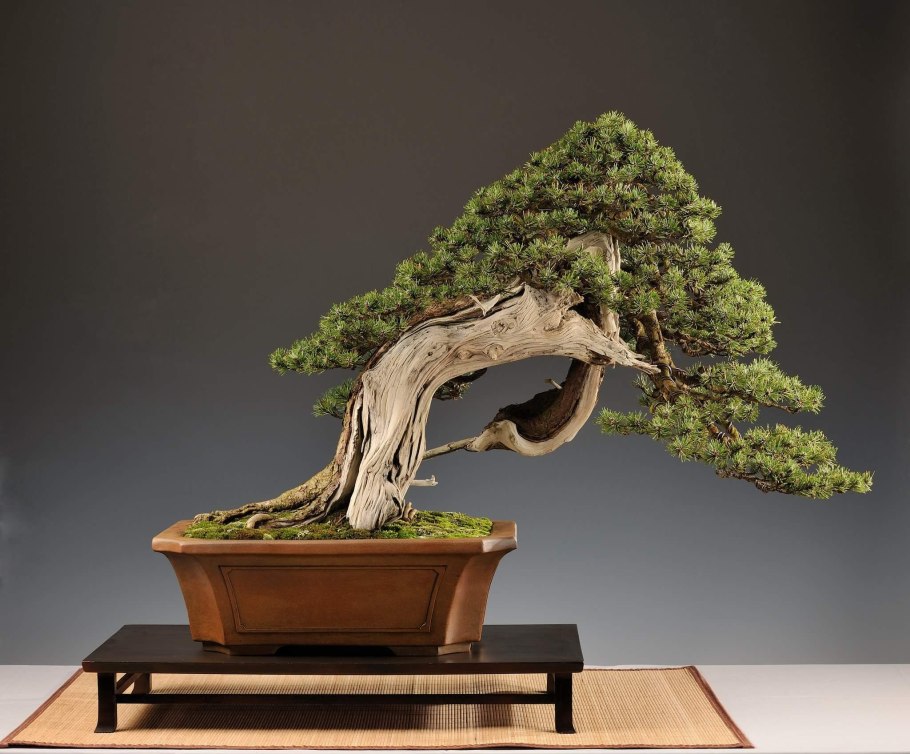 Pinus wallichiana Bonsai