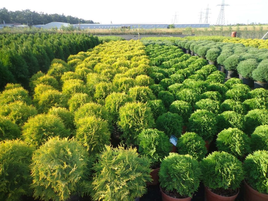 Примула ампельная