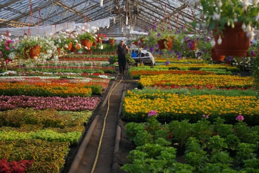 Питомник декоративных растений "Северная Флора"