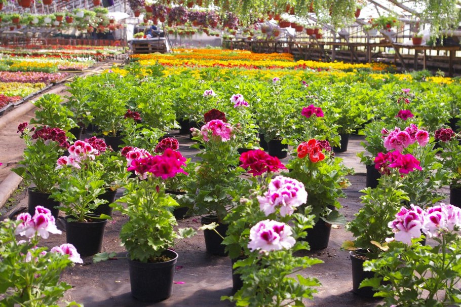 Цветочные теплицы