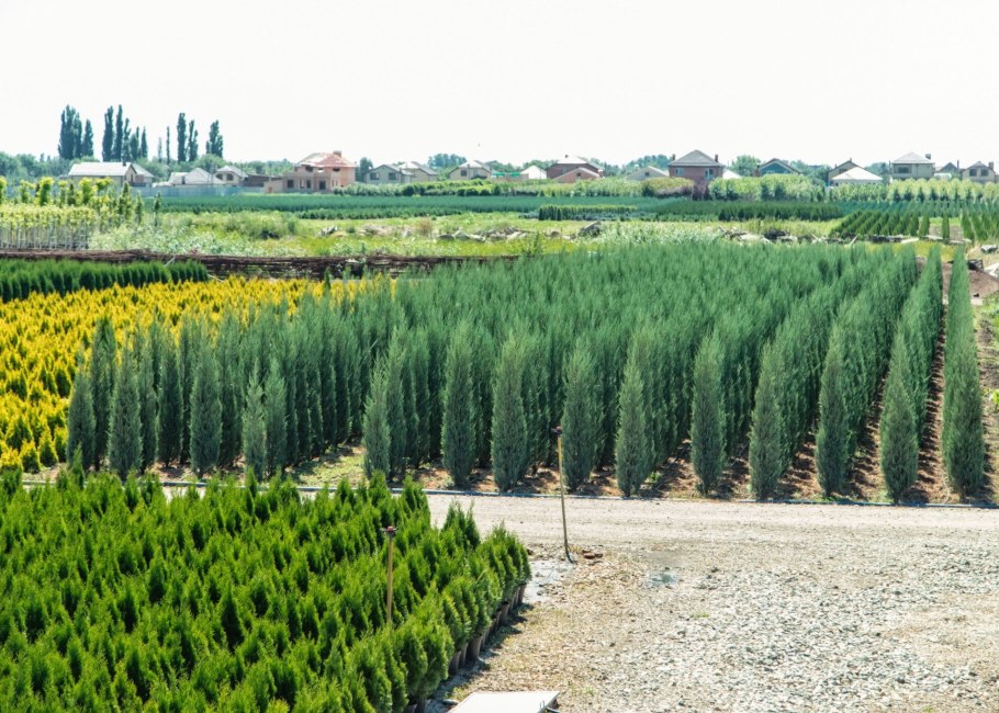 Императорский Лесопитомник