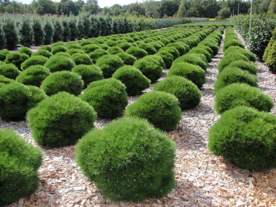 Боскет самшит