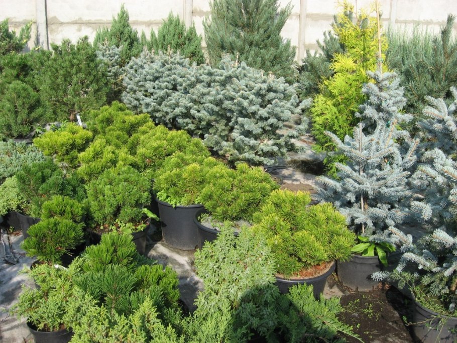 Клумба с бархатцами и петунией