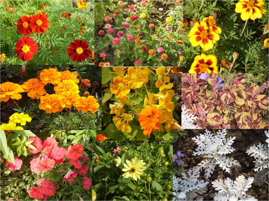 Хризантемы гладиолусы ,георгина Астра