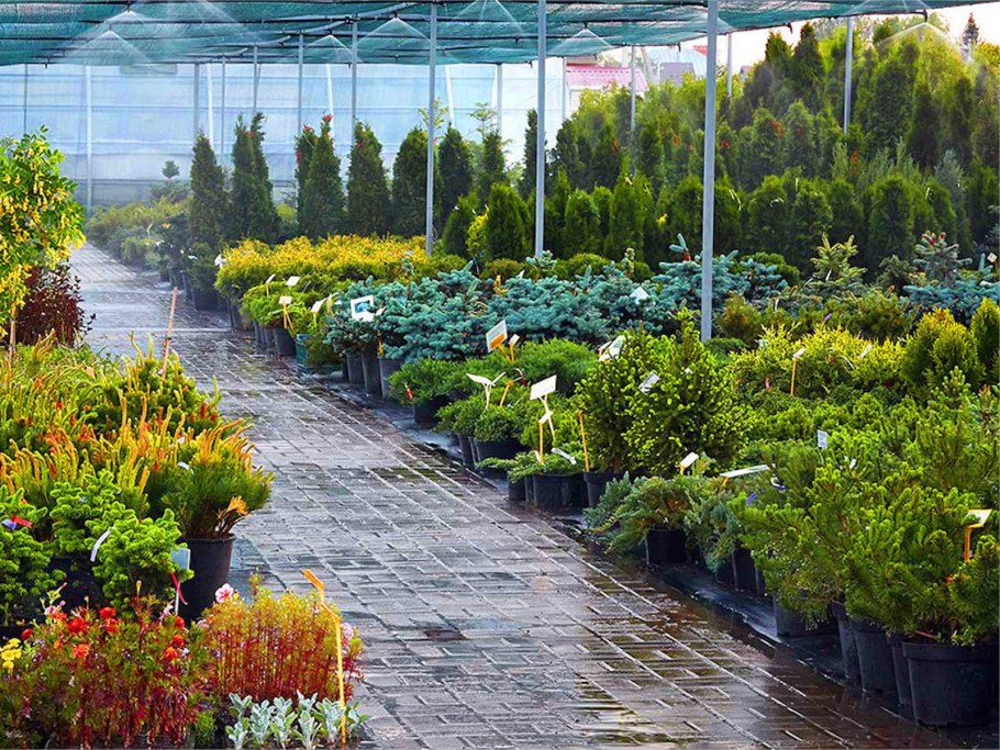 Клумба Флоксы астильба хризантемы