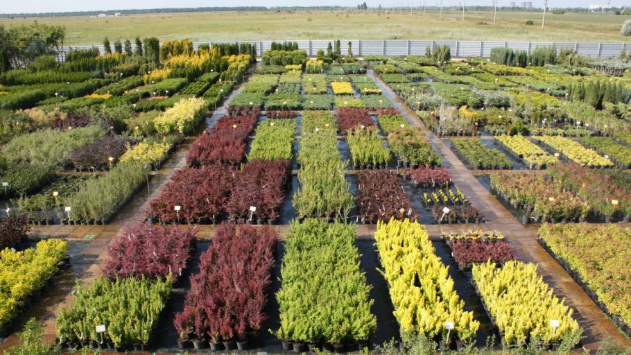 Садовый питомник Кутепово