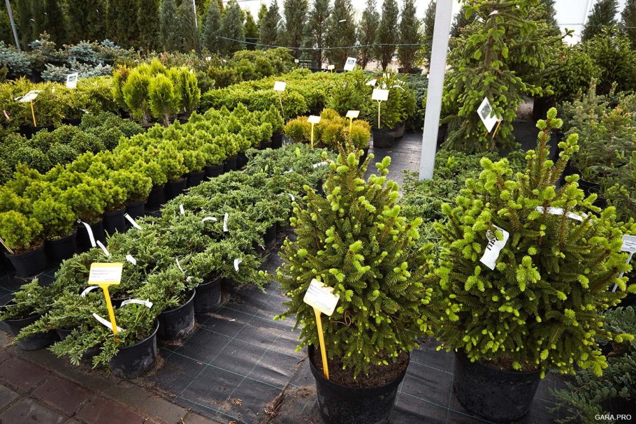 Туя Даника изгородь