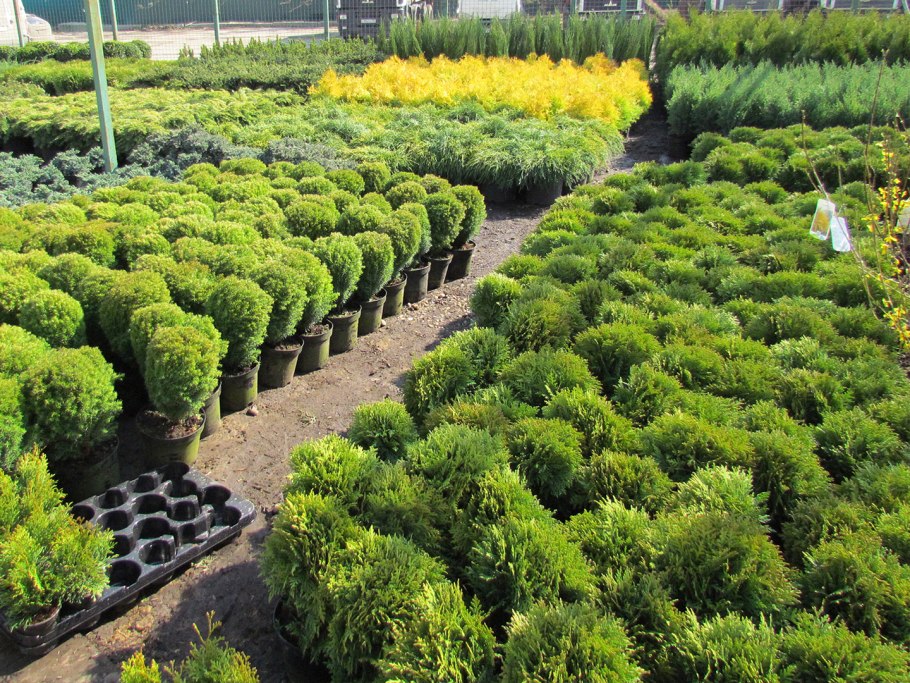 Бархатцы Битлс Уайт Мун