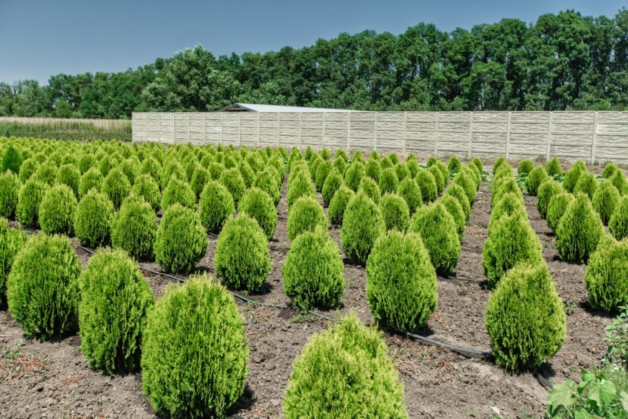 Топиар хвойников