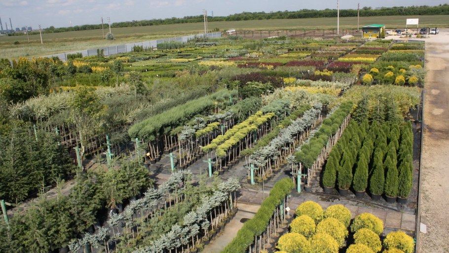 Розы и хвойники в ландшафтном