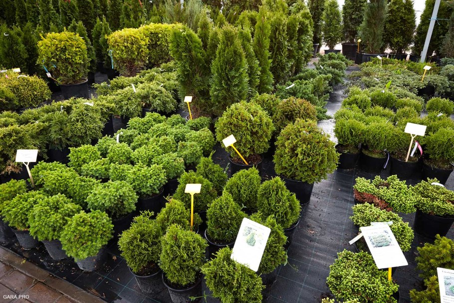 Совхоз декоративных культур Армавир