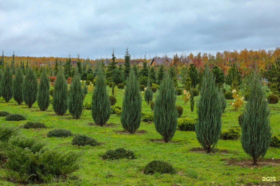 Хоста, бархотки, колеусы