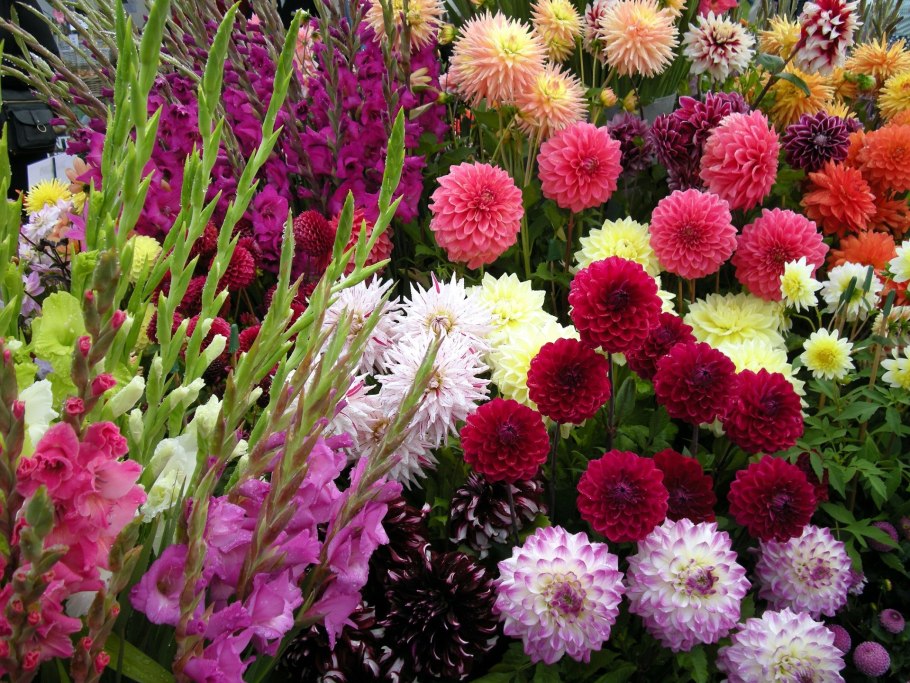 Версаль Топиар