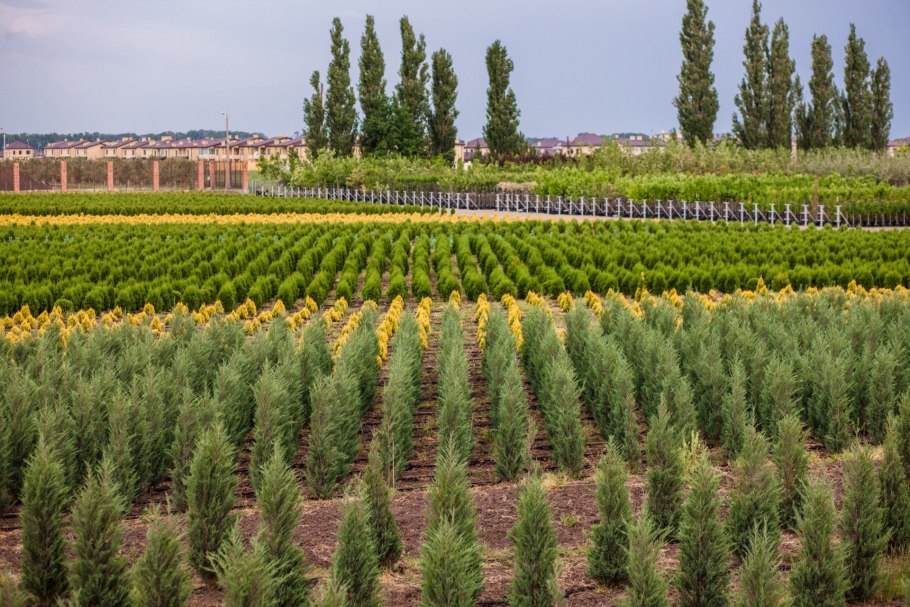 Донское Симферопольский район питомник растений