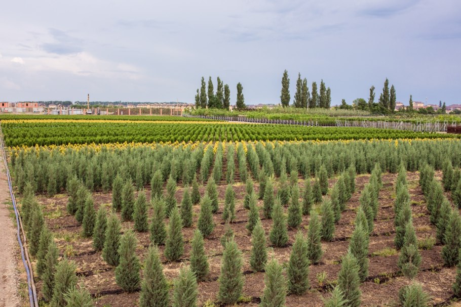 Миксбордер тенелюбивый