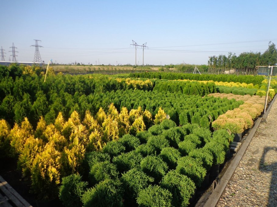 Цветочно-декоративные культуры