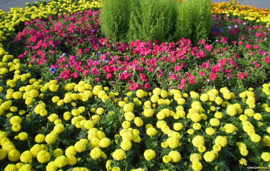 Буксус самшит