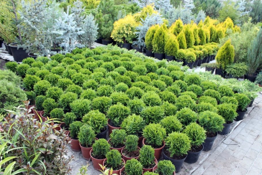 Розарий сад оранжерея