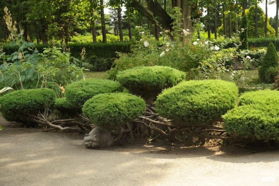 Туя бересклет скумпия миксбордер