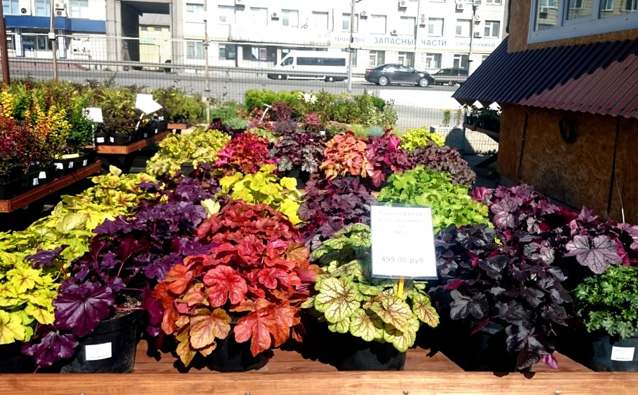 Смесь Сицилия многолетник