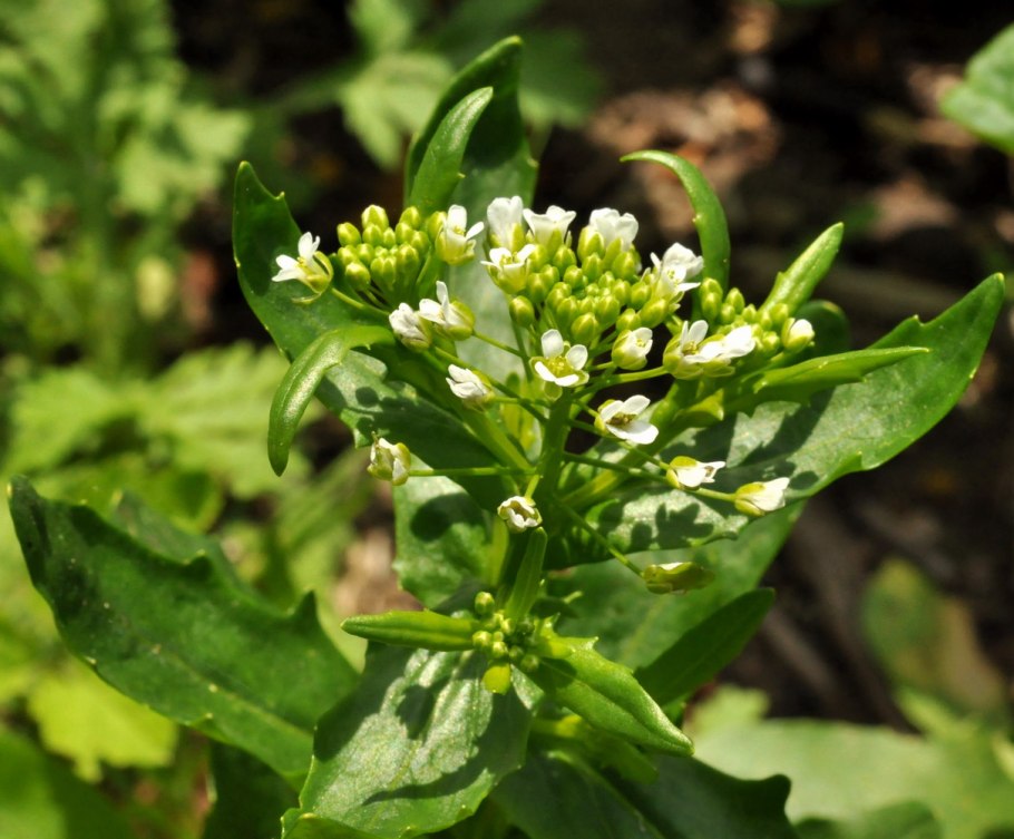 Ярутка Полевая сорняк