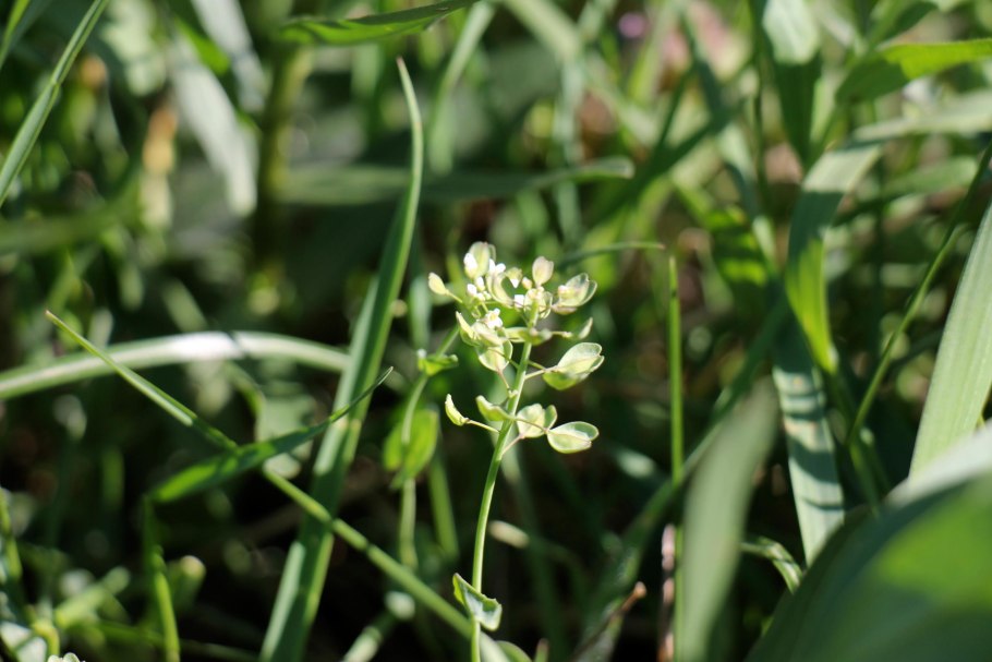 Ярутка Шовица