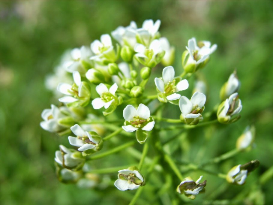 Thlaspi arvense ярутка Полевая